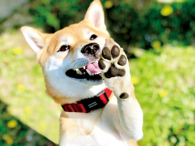 【予約制】愛犬のための肉球バームワークショップ
